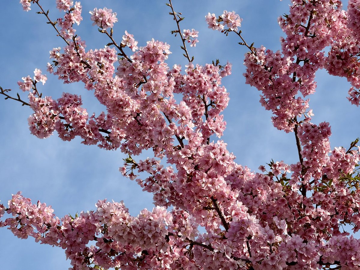 hucurusu's tweet photo. 駅から石神井公園へ降る道の街路樹の桜が、もう咲いていた。 https://t.co/8ek5LKOtLH