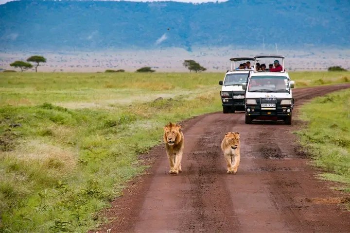 exploreke2026's tweet photo. International Tourist Arrivals (2024):🇰🇪🇰🇪 
Kenya welcomed 2,394,376 visitors, up 14.6% from 2,089,259 in 2023.

Tourism Earnings: Increased to Kshs. 452.20 billion, a 19.79% rise from Kshs. 377.49 billion in 2023.

#Tourism #Kenya #InvestinAfrica https://t.co/LNvl1YkrUN