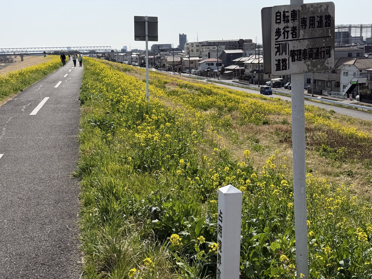 菜の花も咲いてきたねぇ😊