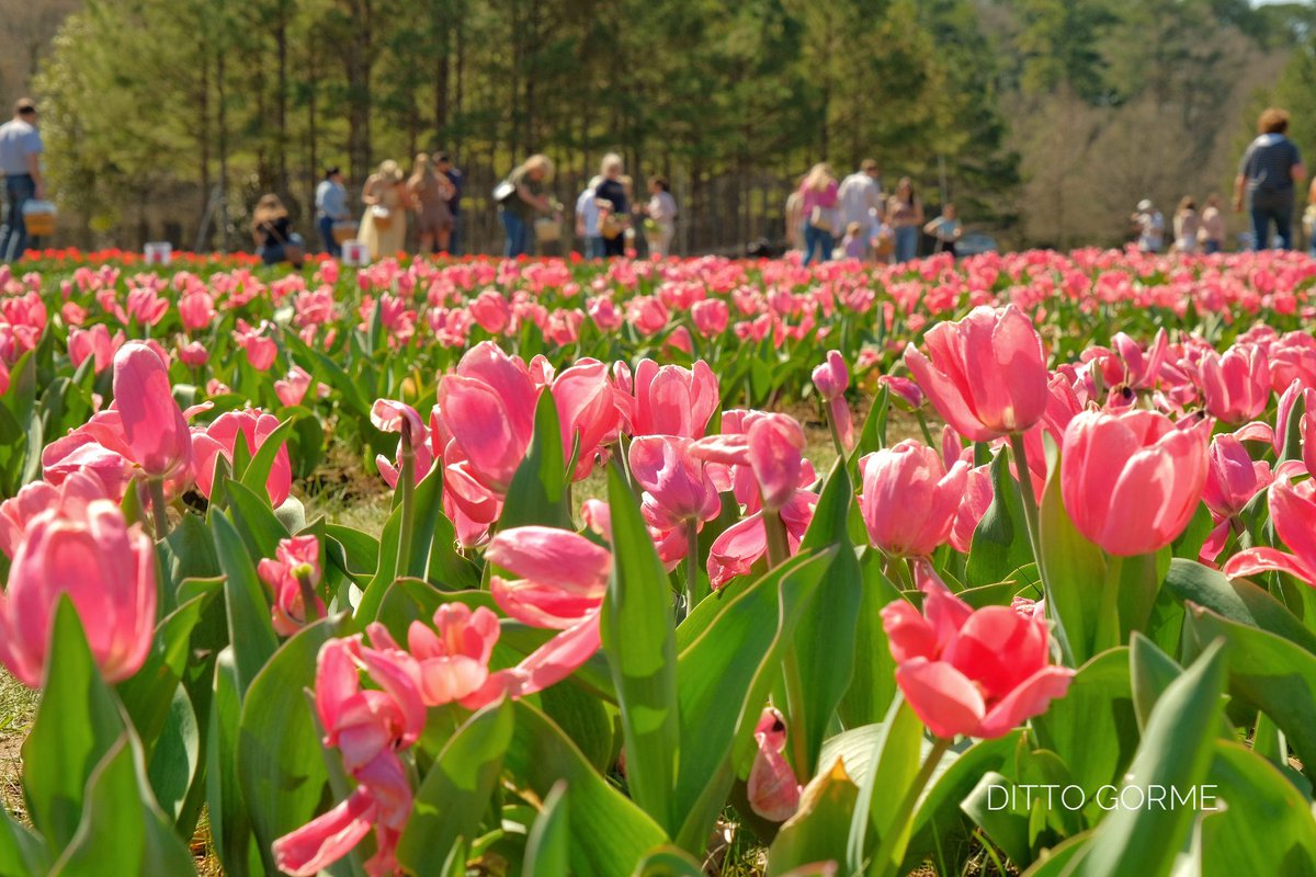 Ditto Gorme tweet media