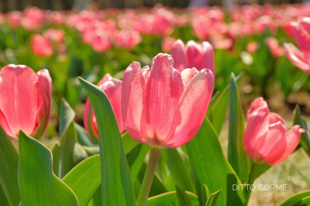 Ditto Gorme tweet media