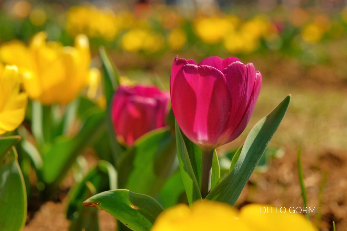 Ditto Gorme tweet media