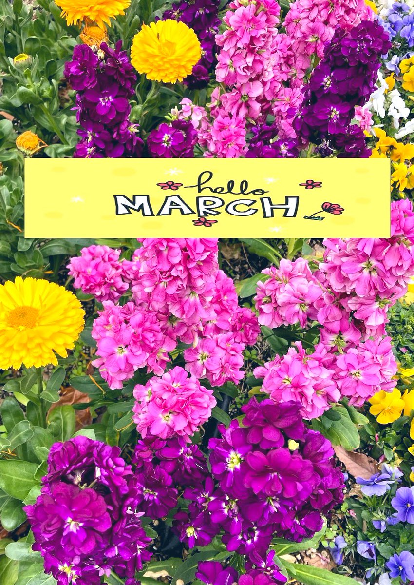 March has come.
May this new month be a peaceful one💖
😌😽💗💗🌸🌼🌸🌼✨✨
#March2026 #newmonth #Flowers #picture