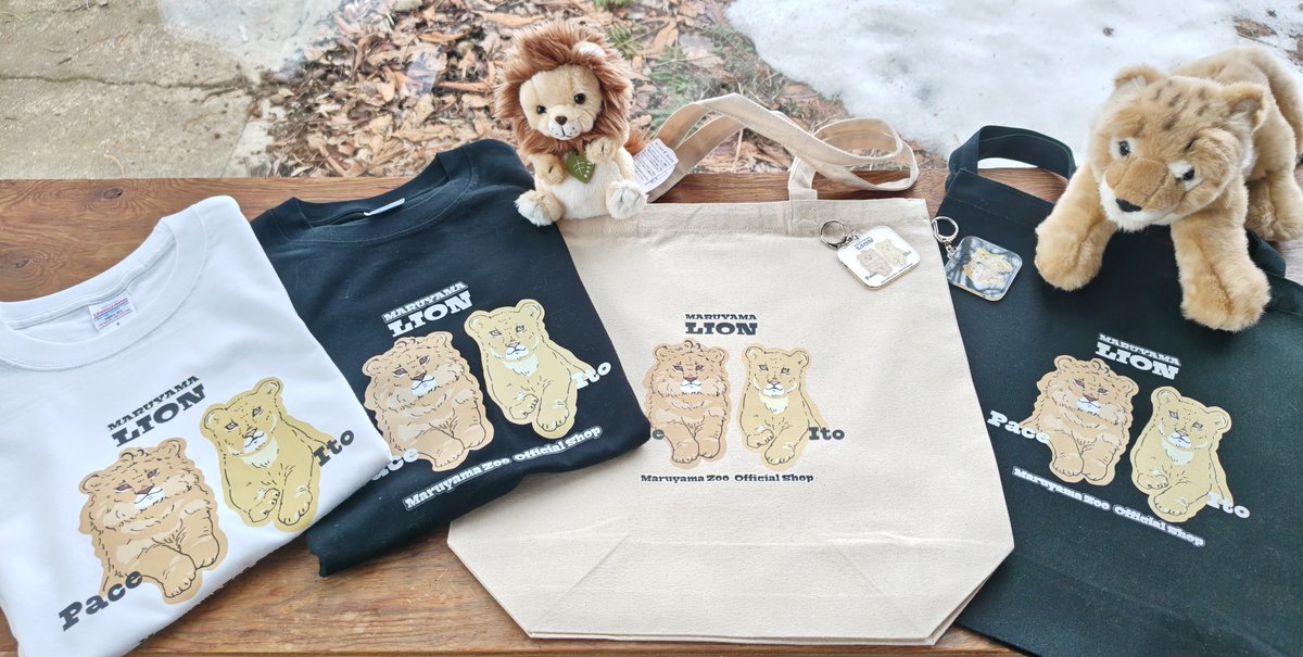 ライオン ファンの皆様、大変お待たせいたしました！ 円山動物園