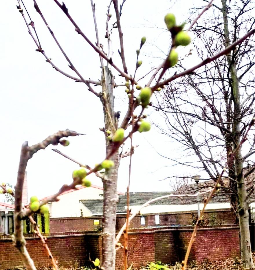 FMSakuraProject's tweet photo. 春の空気を感じるようになりましたね✨イギリスにも春の足音が。地植えしたフェルサムの桜は幹も太くなり、ぷっくりとした可愛い芽を沢山つけています🌱🌸
桜の周りに植えられているイギリスで春の訪れを象徴するdaffodilも咲き始めていますね🧡🧡
Photo by George 📸
#FelthamGreen  #FreddieMercury https://t.co/dydysIP0Kf