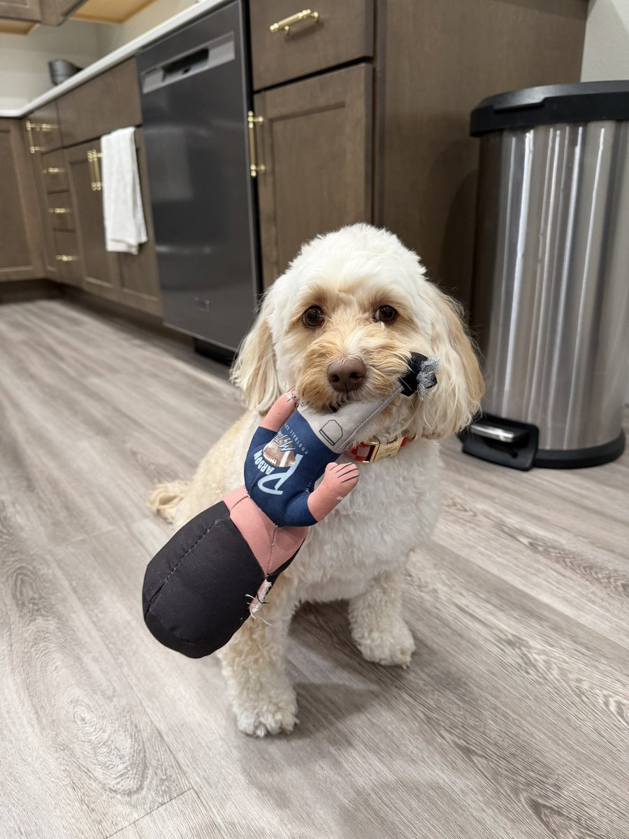 loganv88's tweet photo. Safe to say Lacey loves her Hank toy. Hank may be deaf now with a foot injury #nonaps @PardonMyTake @BarstoolBigCat https://t.co/Ok6s2NX5zI