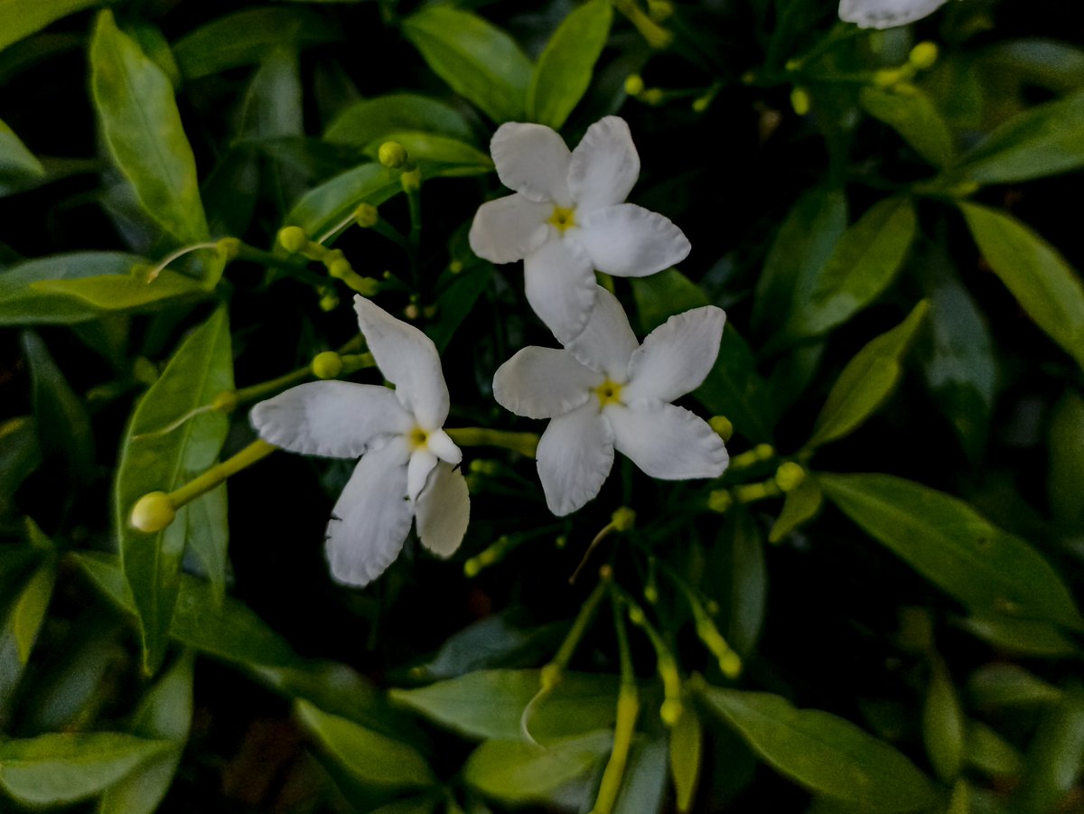Bunga kacang pinto dan melati china📸