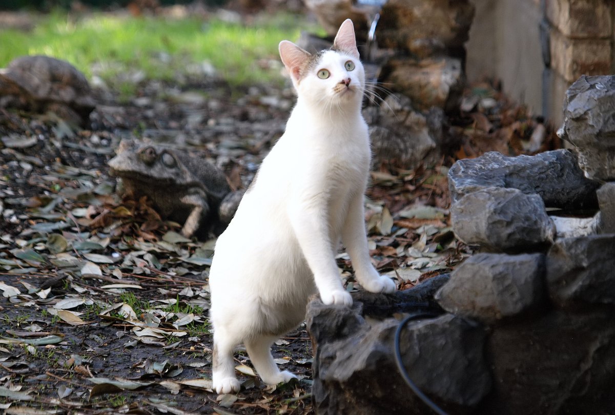 kala61857's tweet photo. Thirsty But I See A Bird!
This is Billy, one of my next door neighbor's cats.  He was getting a drink when a blue jay started yelling at him from above.
Domestic Cat (Felis catus)
Garland, Texas
https://t.co/PqMQrT1jy6
#cat #OutsideMyWindow #nature https://t.co/t7F7jeMrsJ