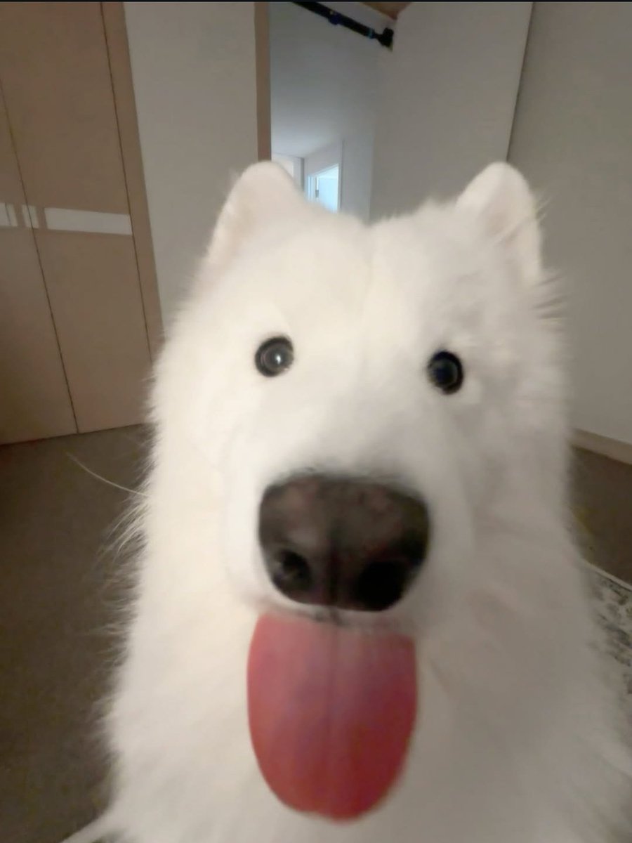 bubbaloo xereca hipotética tweet media