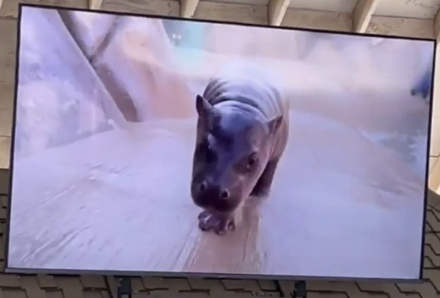 jellybeanhippo's tweet photo. @Mike_E_P_ , Thank You for coming to the zoo to visit me , $JELLYBEAN ! Ive never seen myself on  screen until now &amp; I have to say my trot looks pretty awesome thank you so much !!!!  Yayyy, I hope you enjoyed your visit and come back again to @ZooWildlife  ! 
#PrincessLife 👑🦛 https://t.co/WAMaRbV4Pf