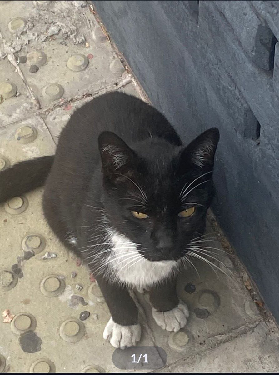 Por favor si me ayudan difundiendo!!!
Se robaron a #Rodolfo el esta medicado tiene gengivitis crónica se lo llevaron 2 señoras de la esquina de bermudez y nogoya lo estamos buscando  si lo ven o si saben algo caminicarse 1134249241 ,Urgente el necesita su medicación y  alimento