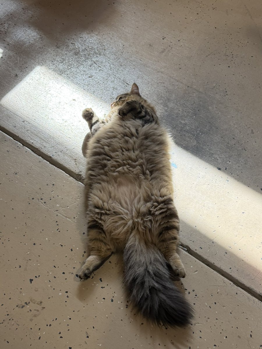 CHRIS in the Concierge Lounge tweet media