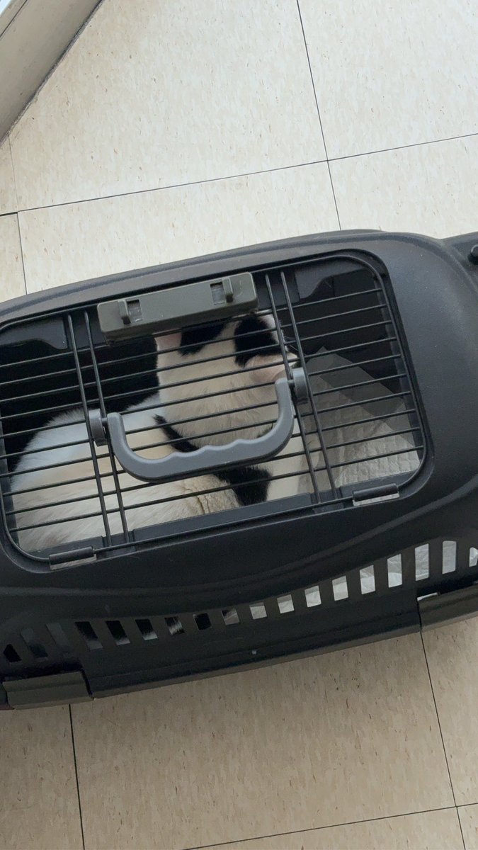 猫の病院来たら待ち時間長すぎてもう40分は外で待ってる🫩