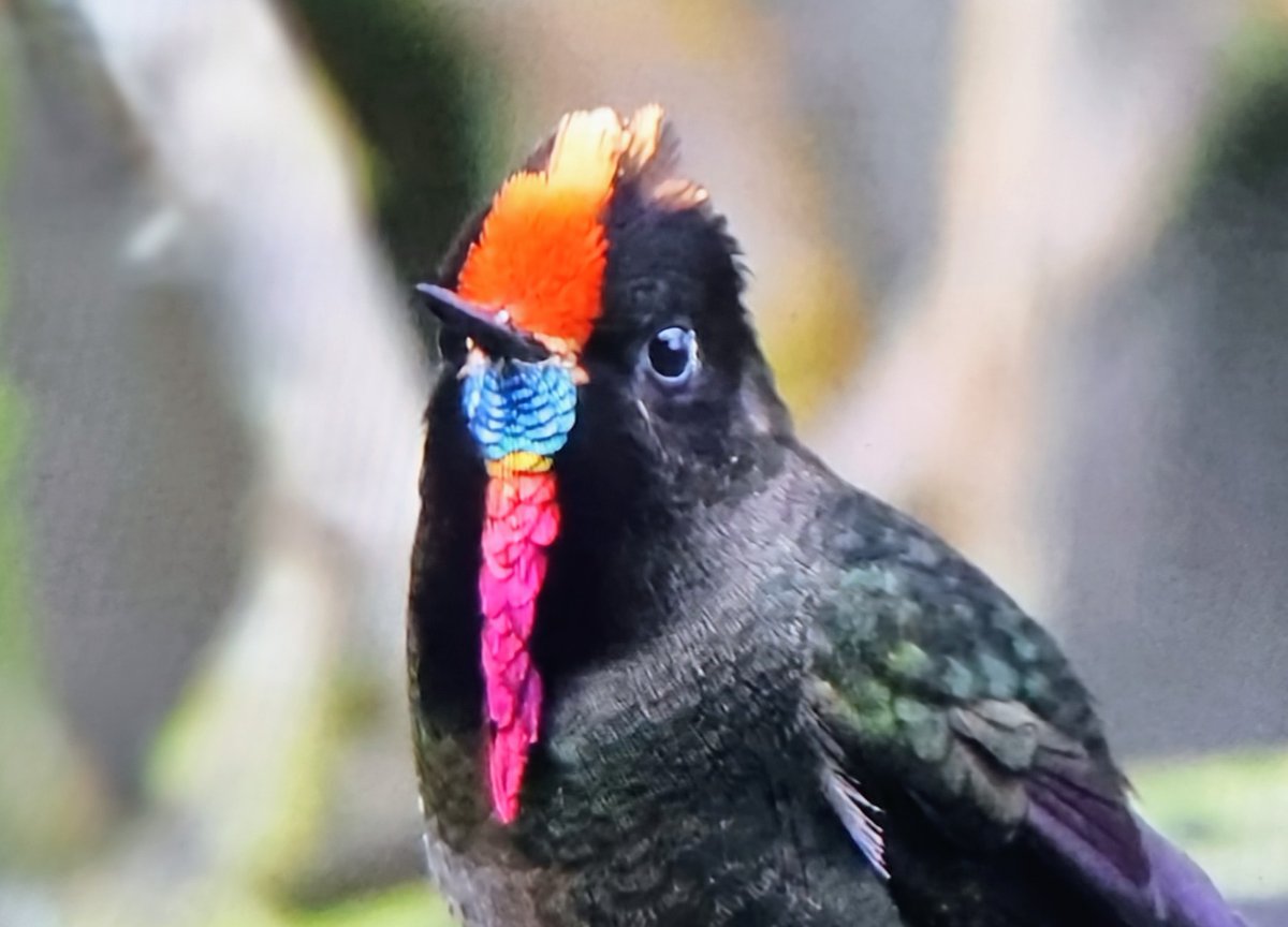 Paul Chapman tweet media