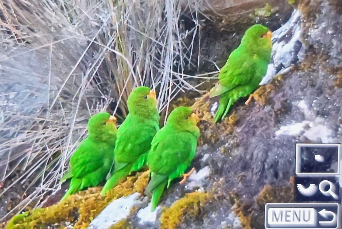 Paul Chapman tweet media