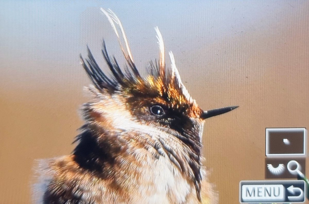 Paul Chapman tweet media