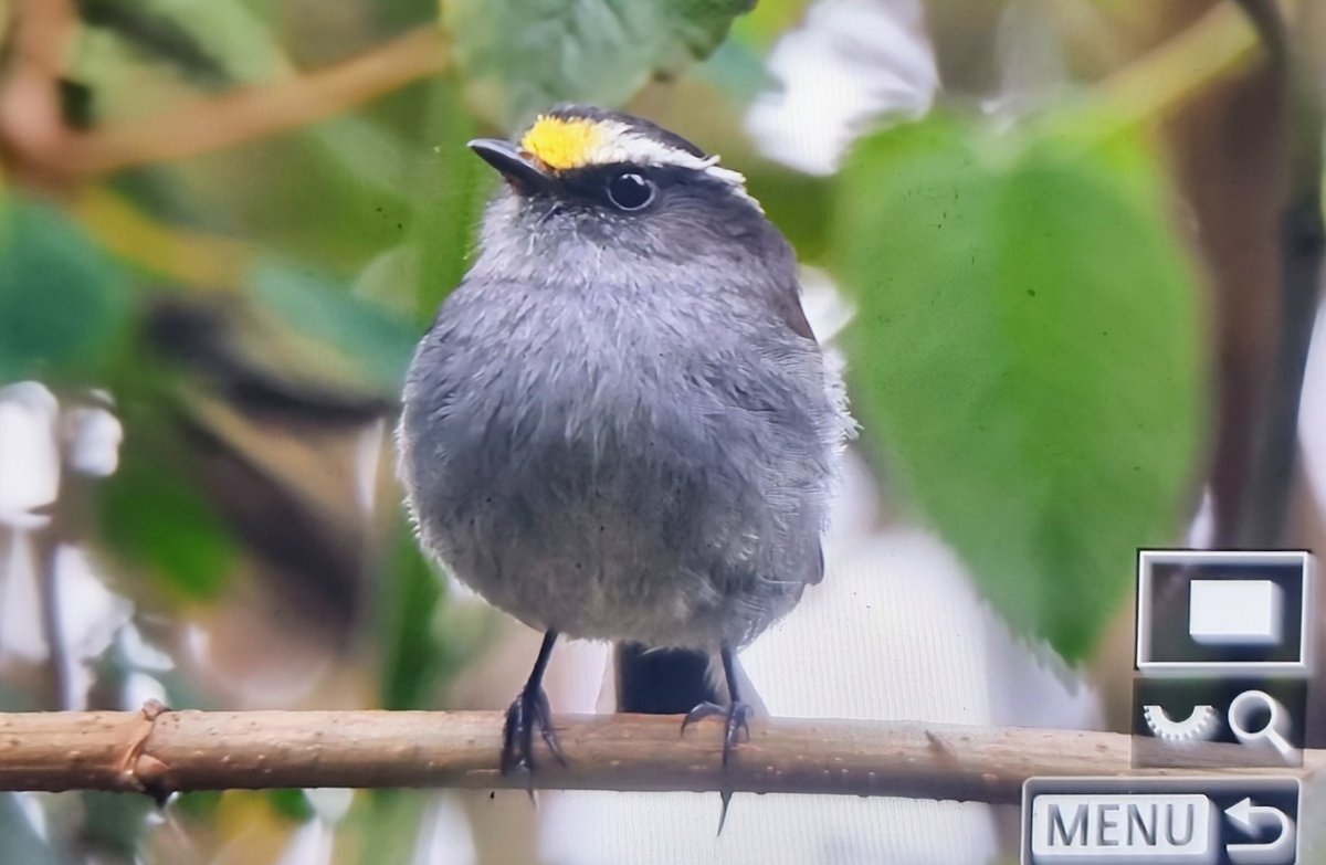 Paul Chapman tweet media