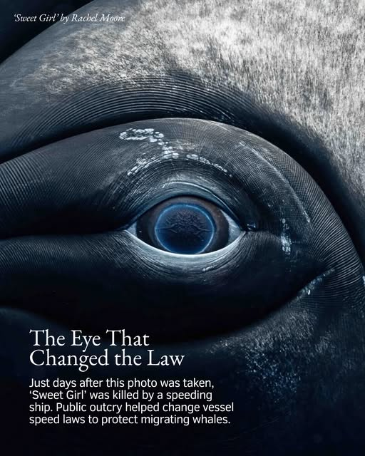 AnnaKavanaugh's tweet photo. This photo captured a soul, not a species. She chose to trust us only to be killed days later. We do not own this planet. We share it. If we prioritize greed over nature, we will continue to see our world collapse around us. #environment #conservation 🌊

https://t.co/KiNjUHImnr https://t.co/uaK02oU65U