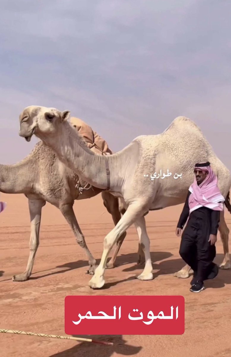 مسعود سعود بن قويزان tweet media