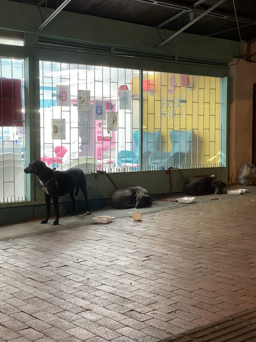 mmmmsnn11222's tweet photo. #Indignante #DefensaAnimal
Cerca al Teatro La Castellana evidencié un acto de crueldad contra los perros de la foto.
Algunos habitantes de calle mantienen animales en condiciones inadecuadas para generar lástima.
Estos animales no están viviendo con bienestar ni dignidad. https://t.co/HArygae1Vz