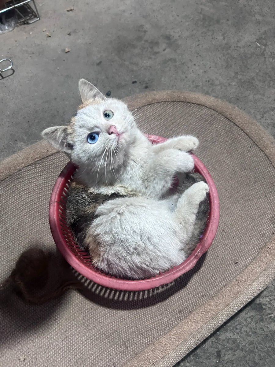 Cats for Happiness. tweet media