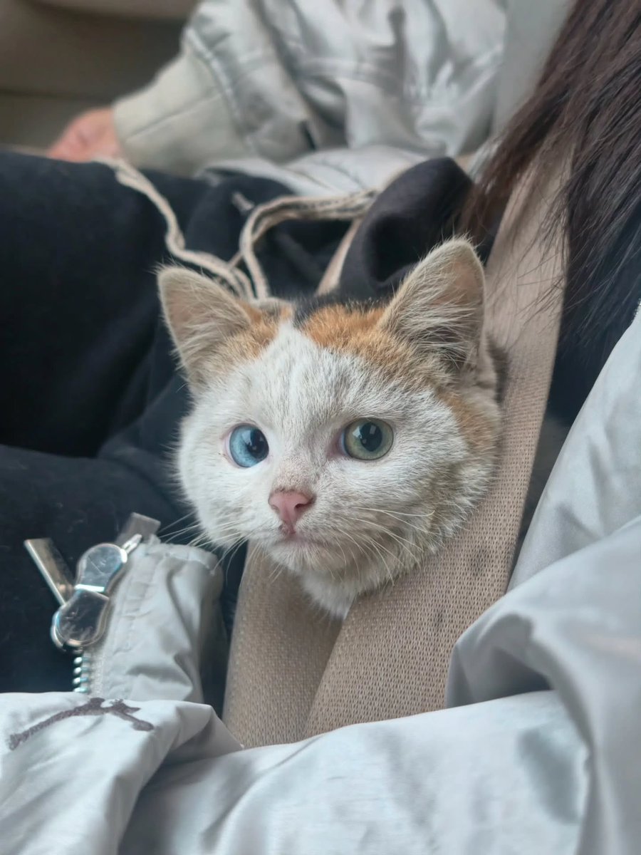 Cats for Happiness. tweet media