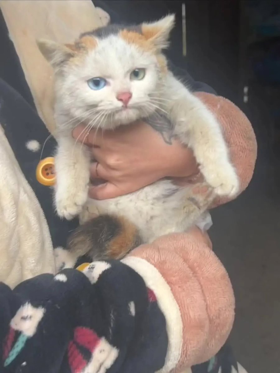 Cats for Happiness. tweet media