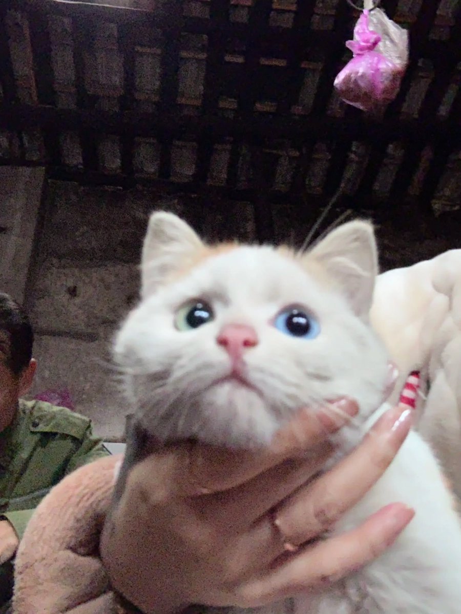 Cats for Happiness. tweet media