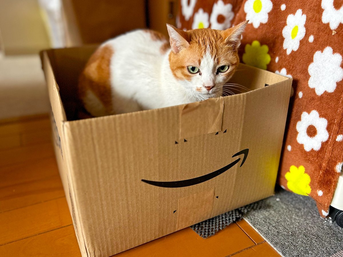 MiAzShiIz's tweet photo. ニャマゾンから🐱届いた📦😽

#保護猫 https://t.co/qOSBetacHu