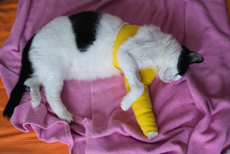 Thepetsonly's tweet photo. My baby passed away today. It costs nothing to say RIP. 💔😭 https://t.co/hnw8WBja7Q
