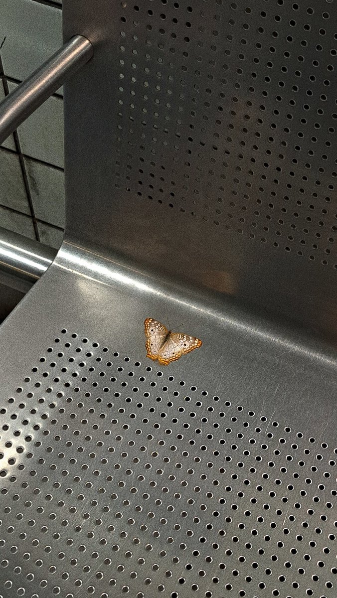 muni tweet media