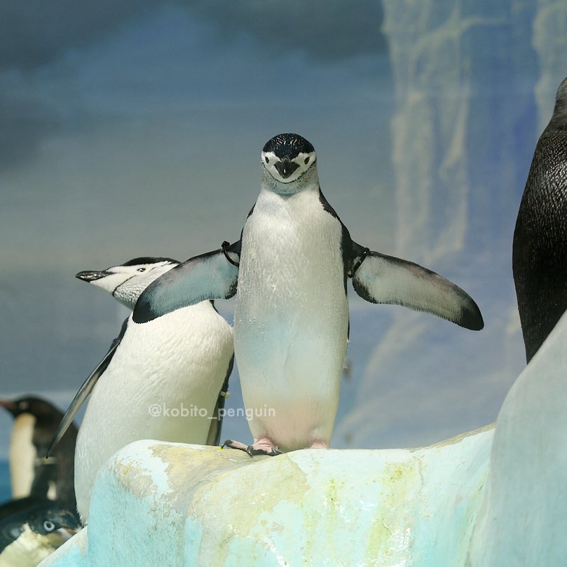 羽ばたくヒゲさん。 2026.2 #ヒゲペンギン #ペンギン #penguin #名古屋
