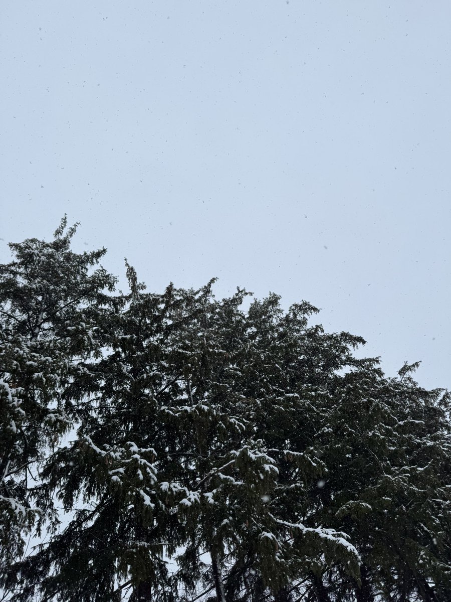 Tallow Twins | Skincare tweet media