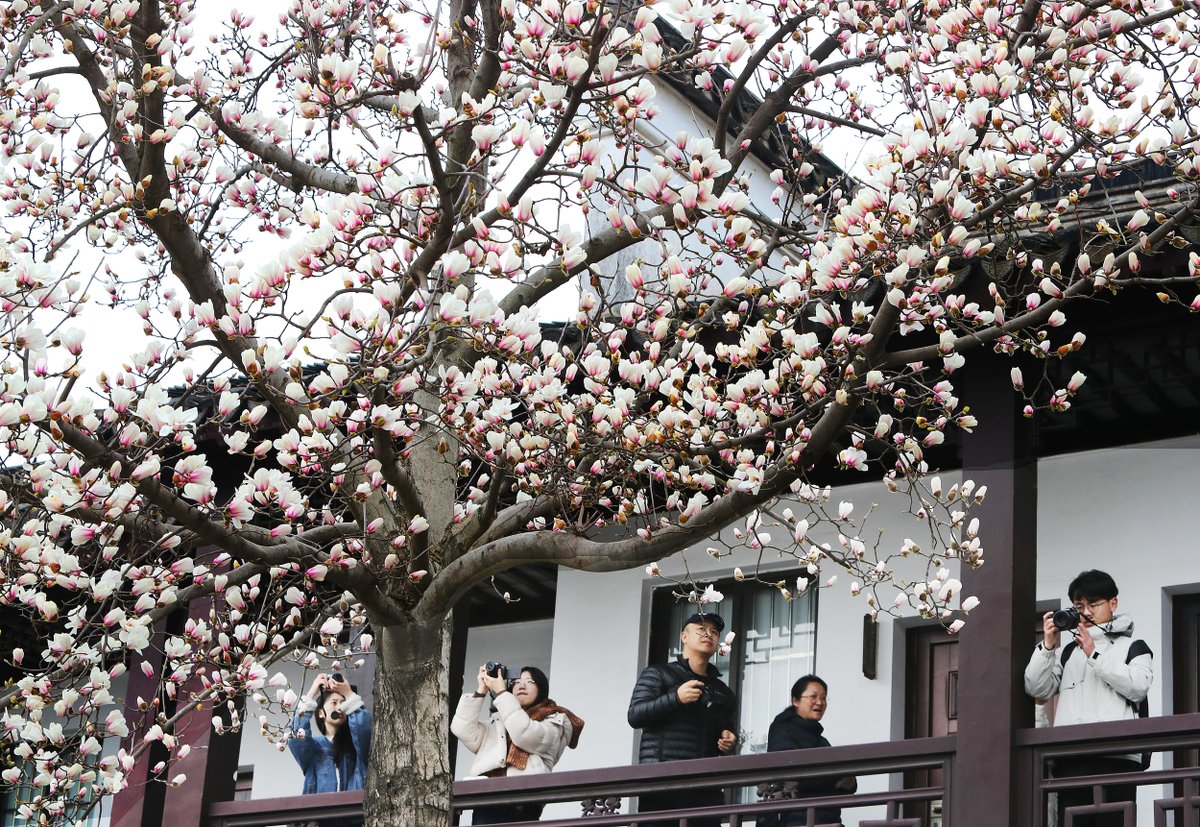 JiangsuYouth's tweet photo. 🌞 After two days of spring rain, Suzhou welcomes sunshine! 🌸 The Lion Grove Garden is bursting with fragrant magnolias, captivating all visitors. Come snap some pics! 📸✨ #SuzhouSpring #MagnoliaMagic https://t.co/wU51PlV8d8