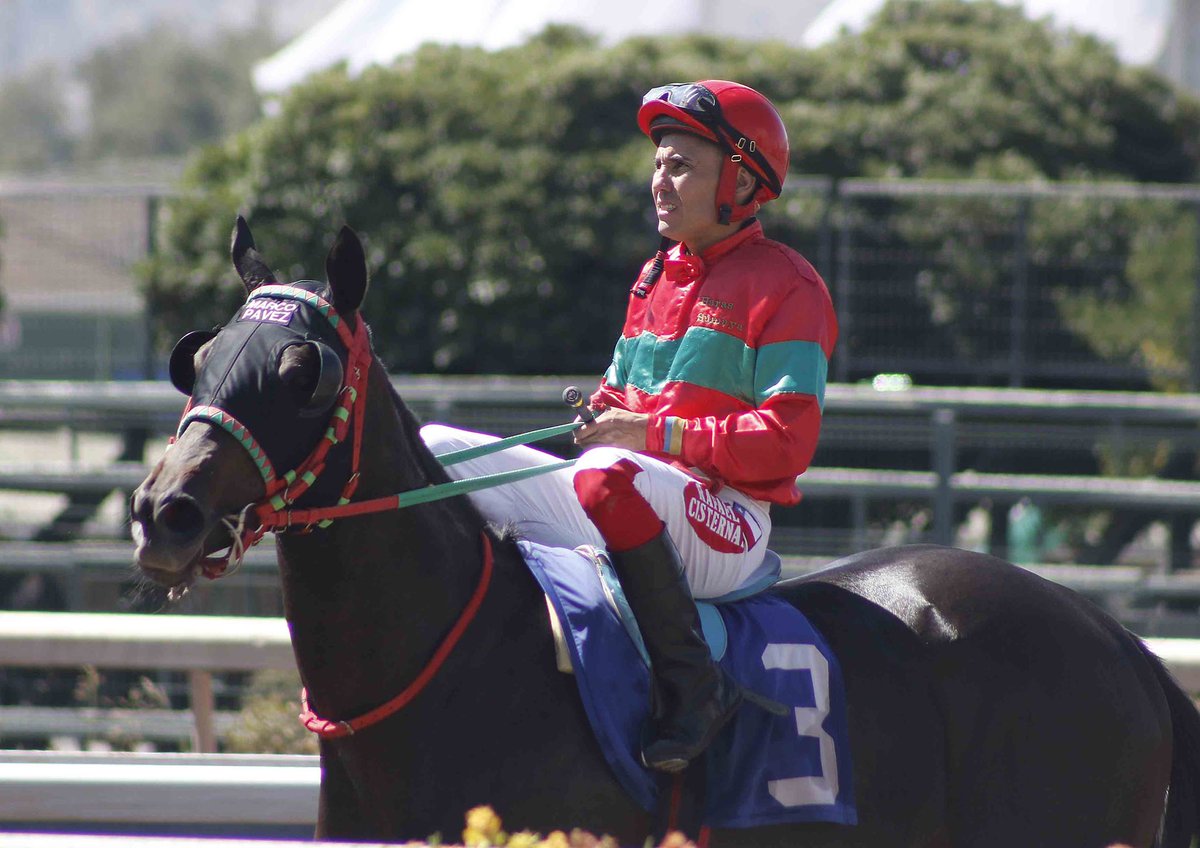 HarasSumaya's tweet photo. ¡Gran debut de Ready To Go! 🚀 El hijo de #IndianTrail y First To Go mostró velocidad para imponerse por 6¼ cuerpos a Montenegro en condicional de 1.200 metros corrida esta tarde en @hipodromo_chile. Rafael Cisternas montó al pupilo de Marco Pavez. ¡Felicitaciones al #TeamSumaya! https://t.co/GGKSwD7TkB