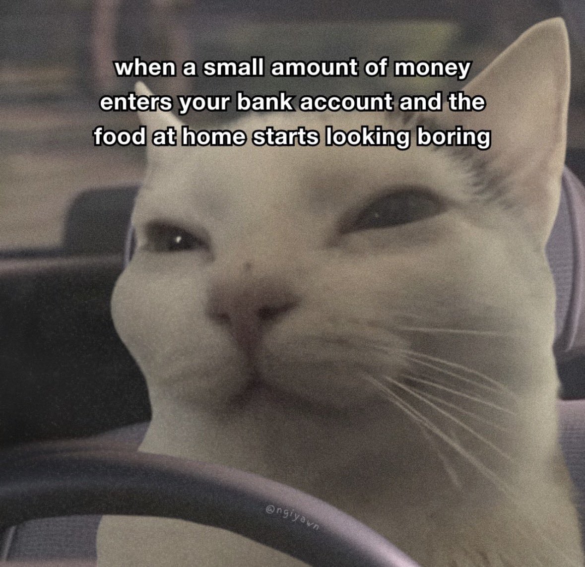 LiterallyMeCats tweet media