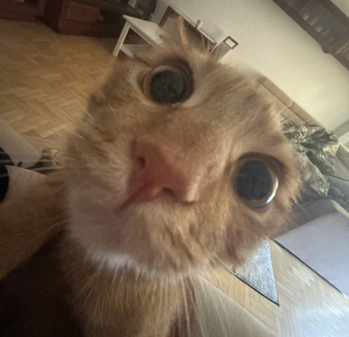 🪽 of kittytwt tweet media
