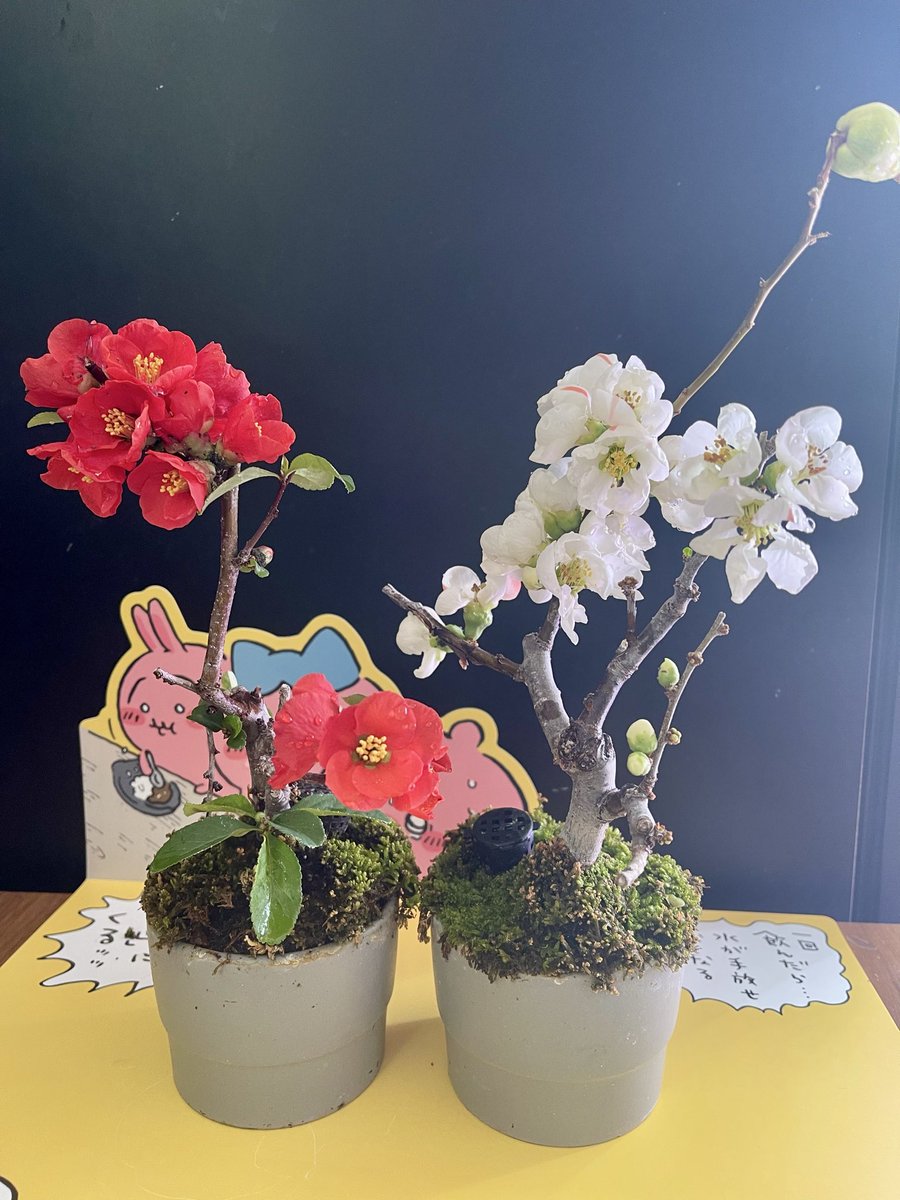 tabukuma's tweet photo. 紅白の木瓜
#Boke
#BONSAI https://t.co/IqkwYRpm7X