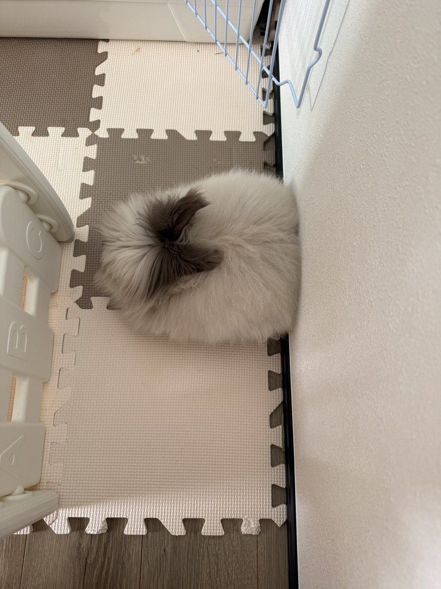 めりこんでるー！！！
#うさぎ
#うさぎのいるくらし