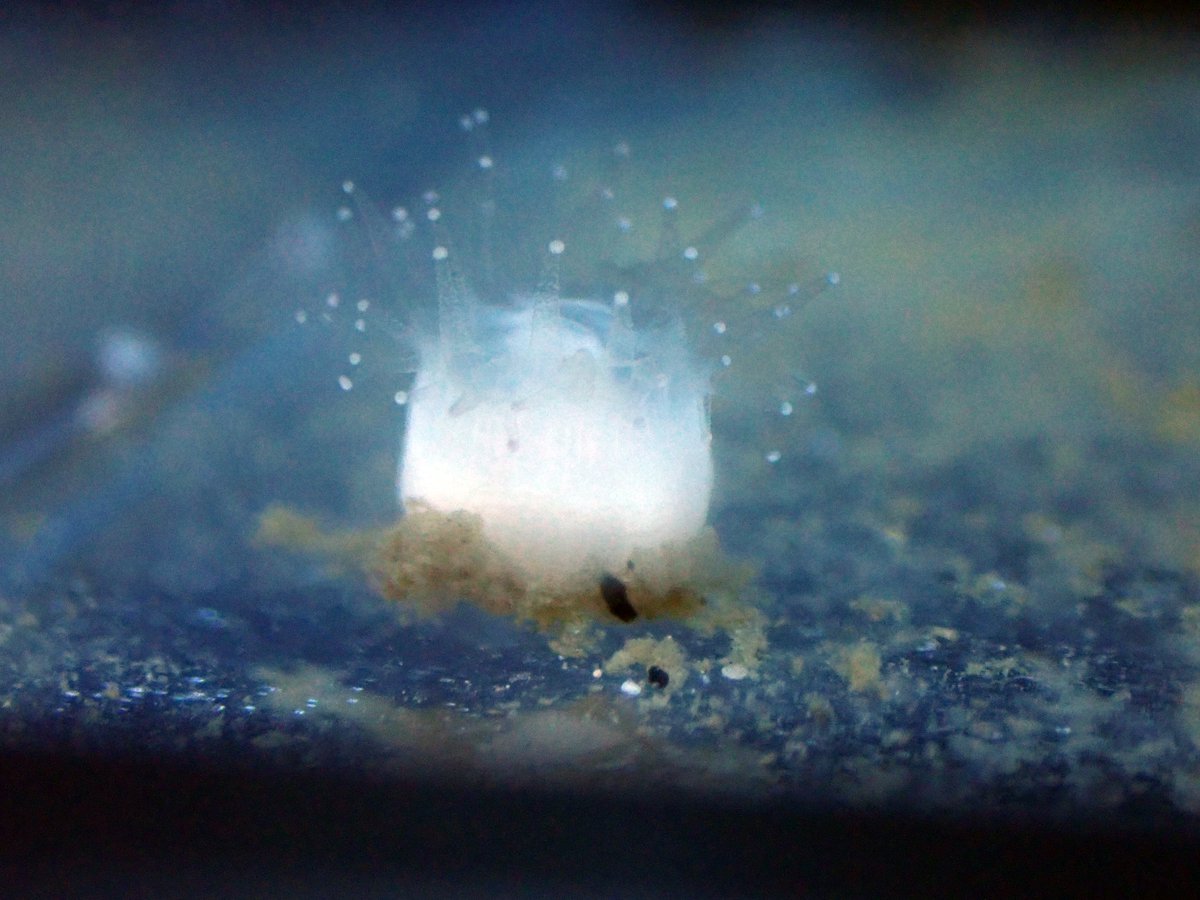 みさきのうみしだ tweet media