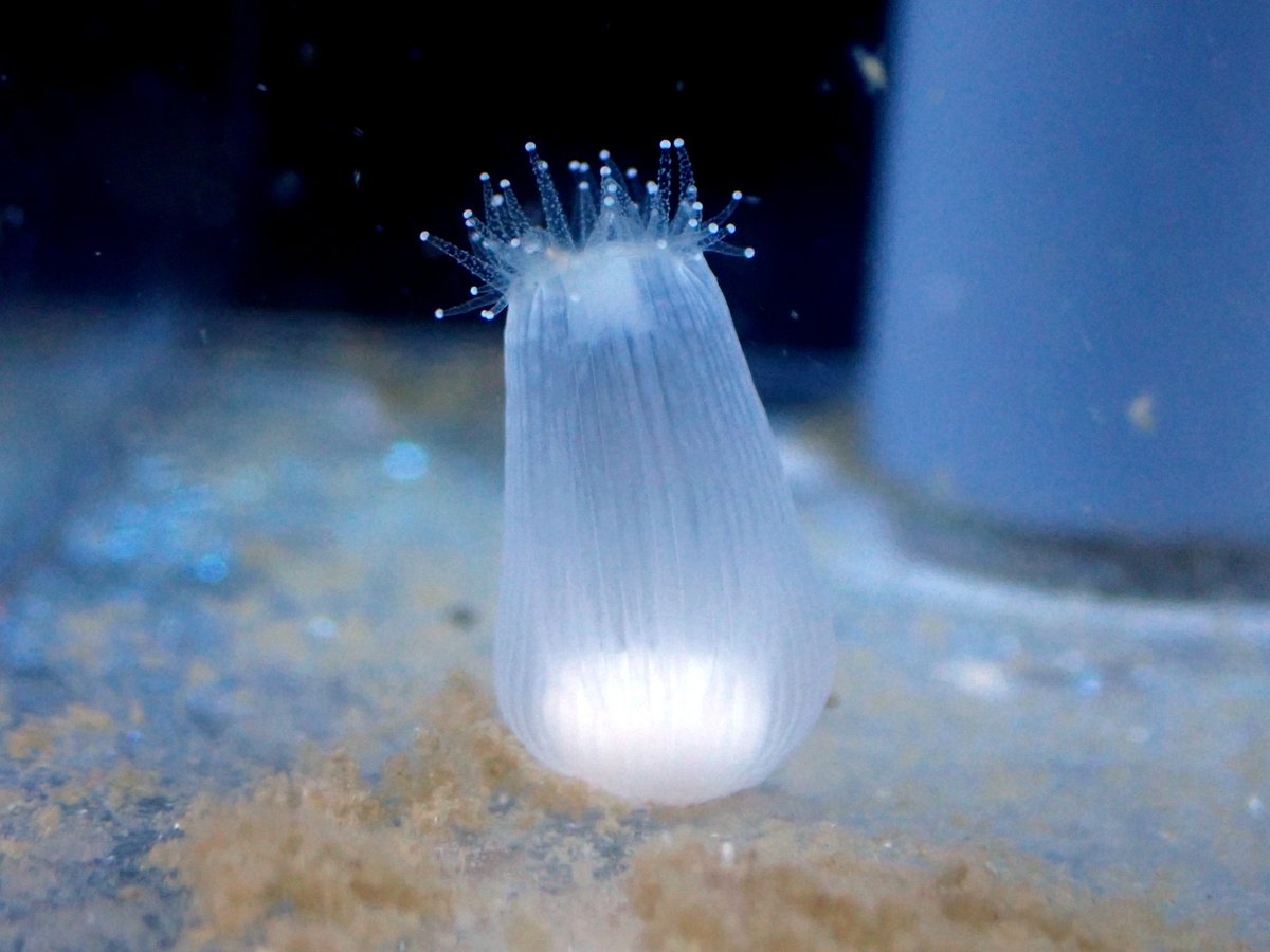 みさきのうみしだ tweet media