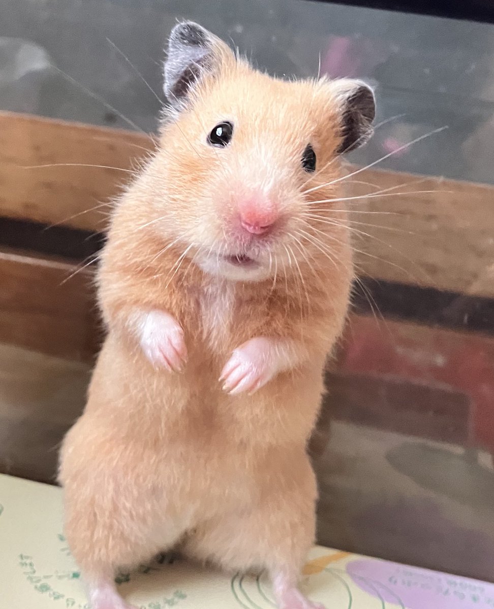 ネズミ🐹 tweet media