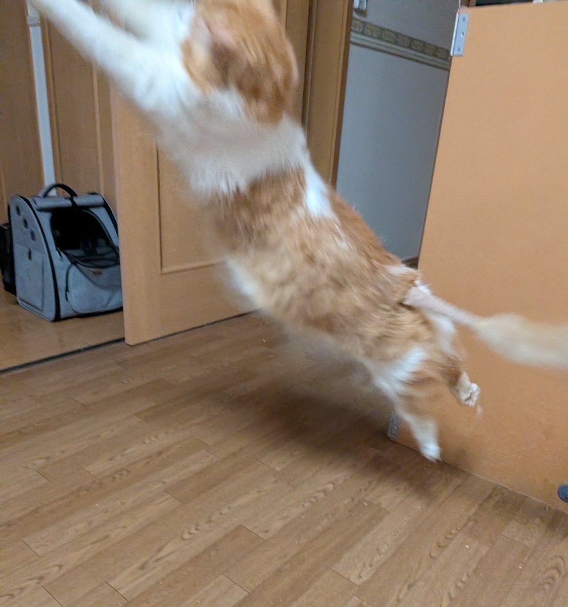 GoSakichi's tweet photo. 何かが横切った…

 #猫のいる幸せ   #猫のいる生活   #猫のいるくらし   #サイベリアン https://t.co/4c7l08rWJa