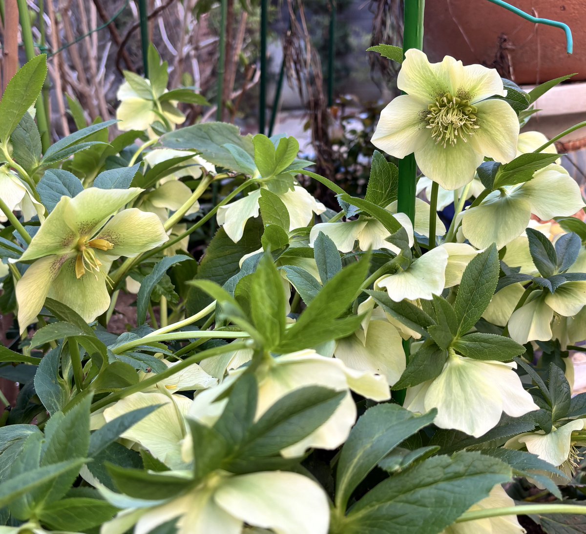 🐇🐇🐇 クリスマスローズ満開 よい3月でありますように🙏🏻