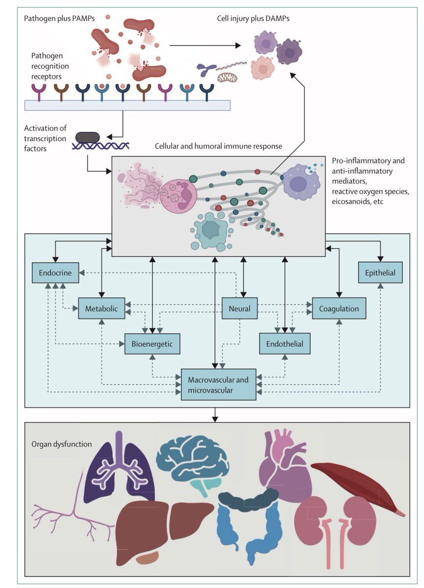 RafaelReyes_MD's tweet photo. Lancet 2026: revisión narrativa sobre sepsis 

Antibióticos en la 1ª hora si hay shock.
• Cuidado con el exceso de líquidos.
• No todos los pacientes son iguales → medicina personalizada.
• La mitad de los sobrevivientes queda con secuelas.

📖 Lectura obligada para intensivistas, urgenciólogos y todo el que trate pacientes críticos

🔗 https://t.co/G3eggZ6vdl