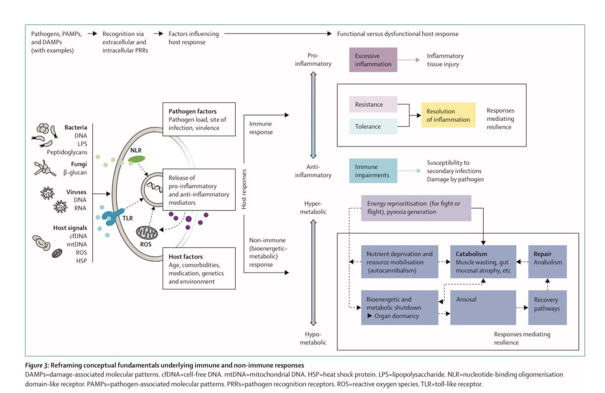 RafaelReyes_MD's tweet photo. Lancet 2026: revisión narrativa sobre sepsis 

Antibióticos en la 1ª hora si hay shock.
• Cuidado con el exceso de líquidos.
• No todos los pacientes son iguales → medicina personalizada.
• La mitad de los sobrevivientes queda con secuelas.

📖 Lectura obligada para intensivistas, urgenciólogos y todo el que trate pacientes críticos

🔗 https://t.co/G3eggZ6vdl