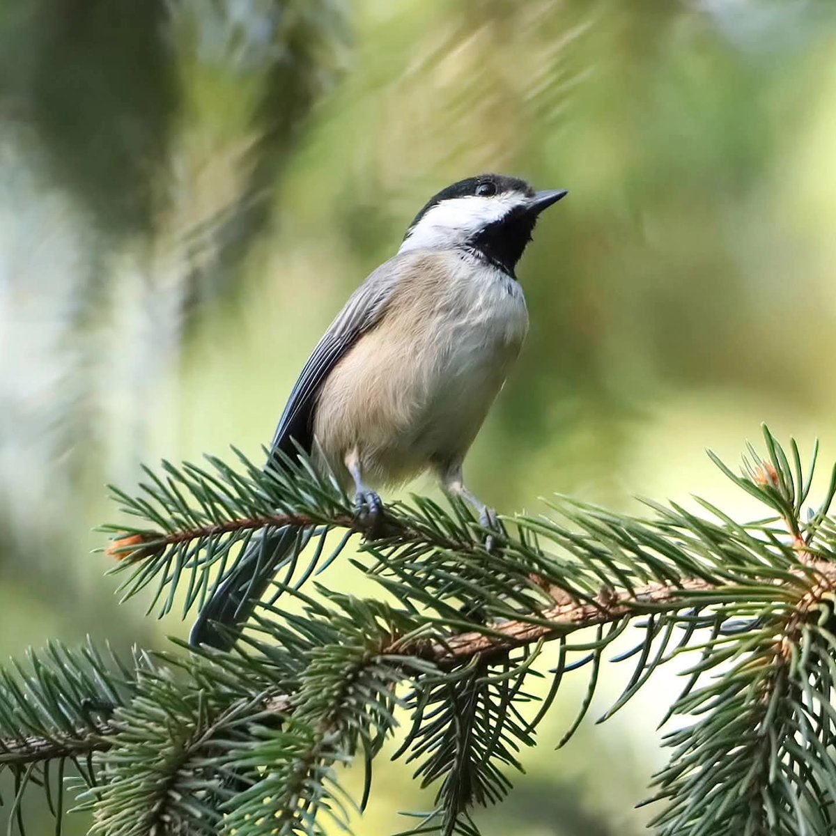 birdhouse_love's tweet photo. A chickadee in the evergreen...
#chickadees #chickadee #chickadeeantics #ohiobirdworld #ohiobirdlovers https://t.co/bV3ODOhp9N