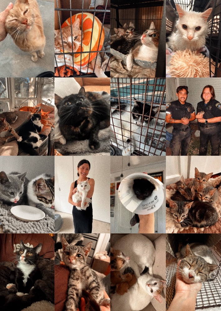 kohiandie's tweet photo. we're two artists (gfs) kohi &amp; andie! we run a foster-based 501(c)3 cat rescue named paws &amp; purrs &amp; draw our faves ;-) 

catch us @ conventions or online!

shop: https://t.co/oEmDvLTIca
rescue (&amp;wishlists): https://t.co/Ab64uUGyb6
ig / tumblr / tiktok: @kohiandie https://t.co/DSNzxXcoWM
