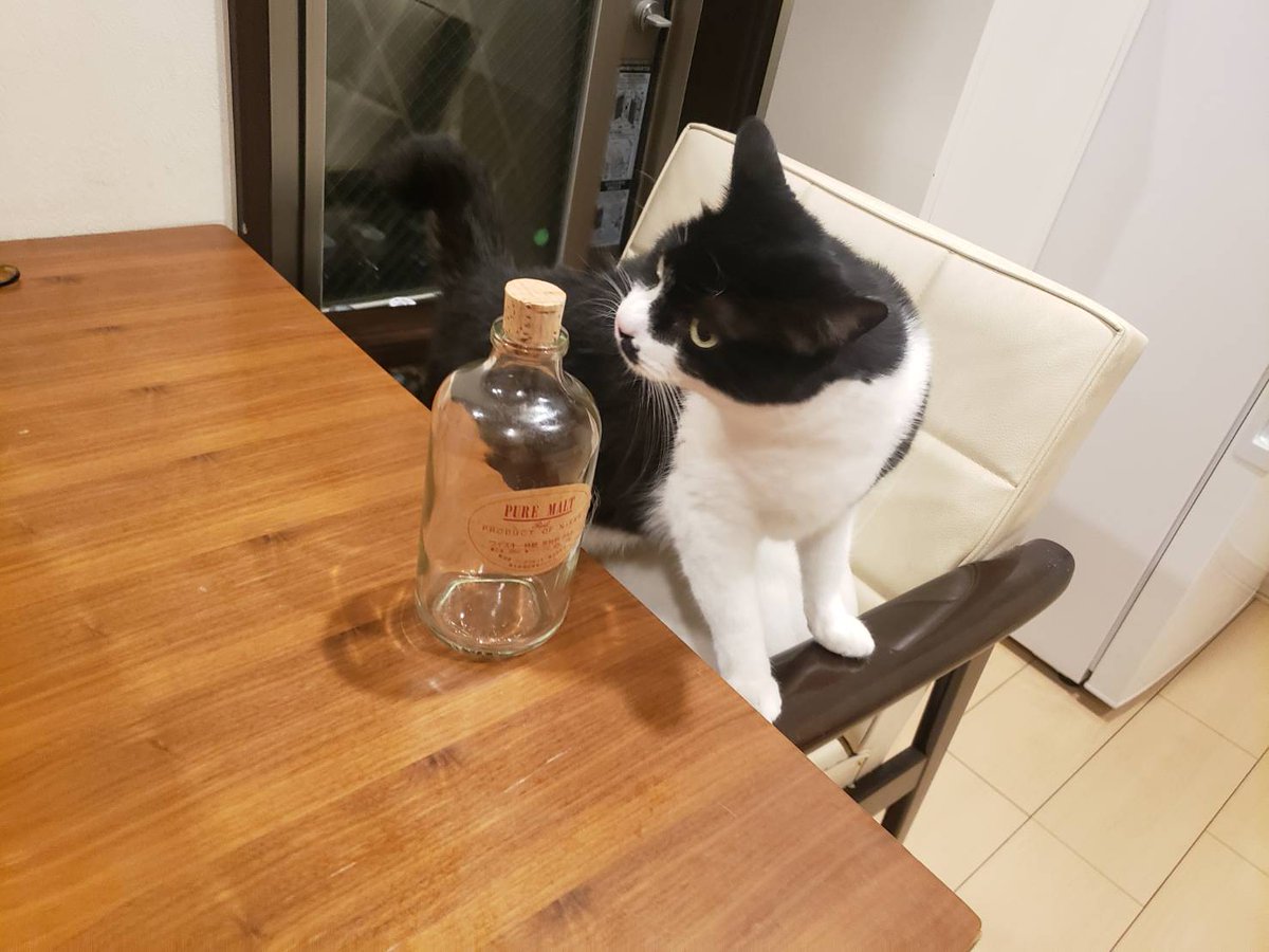 midorisora0207's tweet photo. もう飲んじゃったの？
#保護猫
#猫好きさんと繋がりたい 
#ねこのいる暮らし𓏲𓎨 https://t.co/8QDZ3wwl2X
