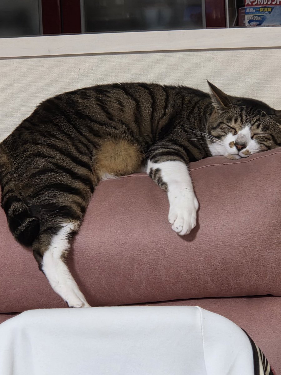 Post by たつみ on X: 眠り猫🐈‍⬛